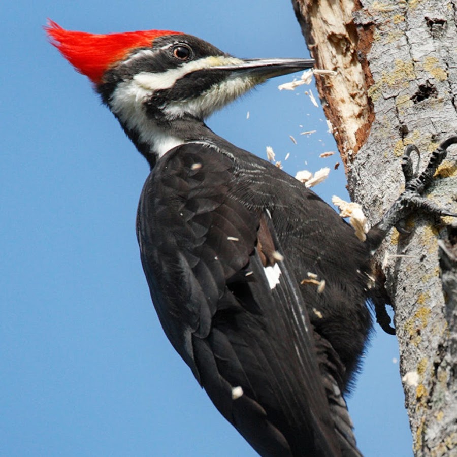 woodpeckers - YouTube