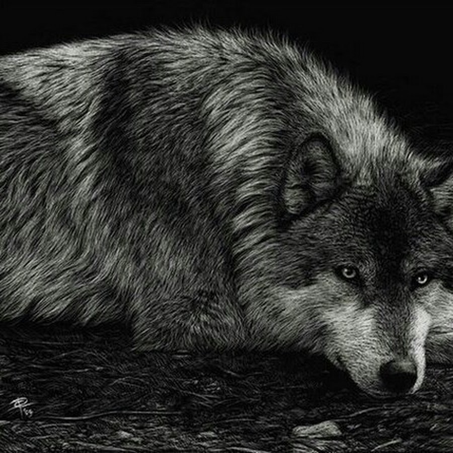 Грустный волк арт