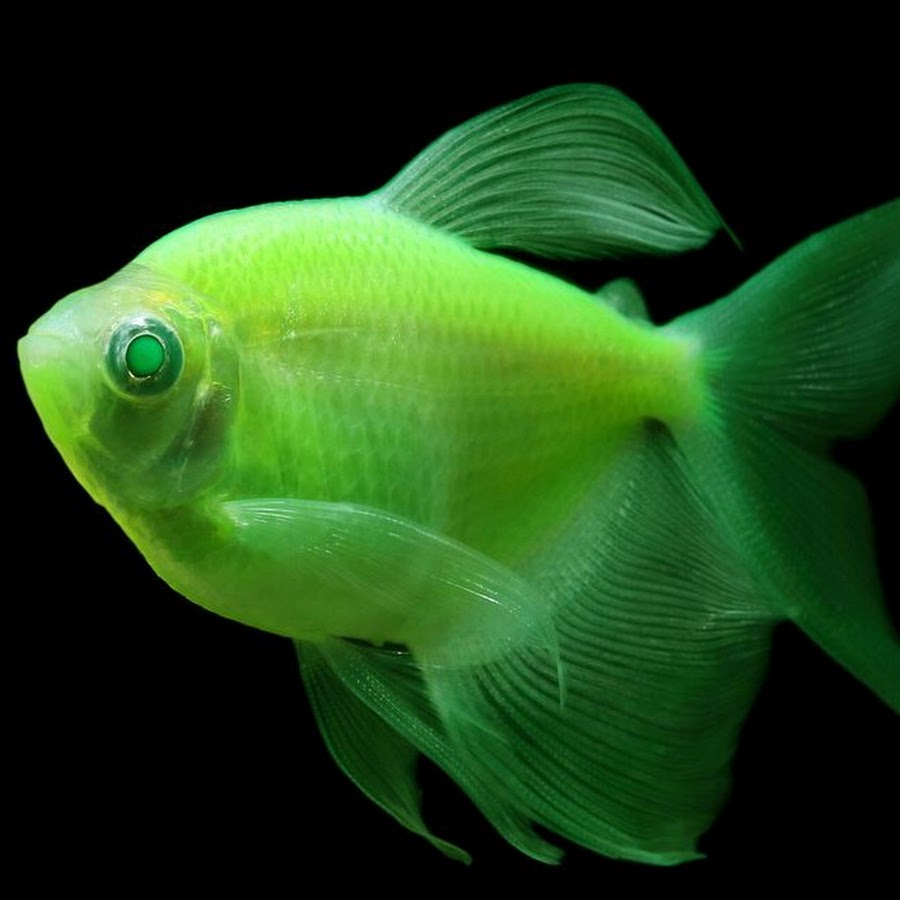 The Cosmic Blue Tetra glofish 