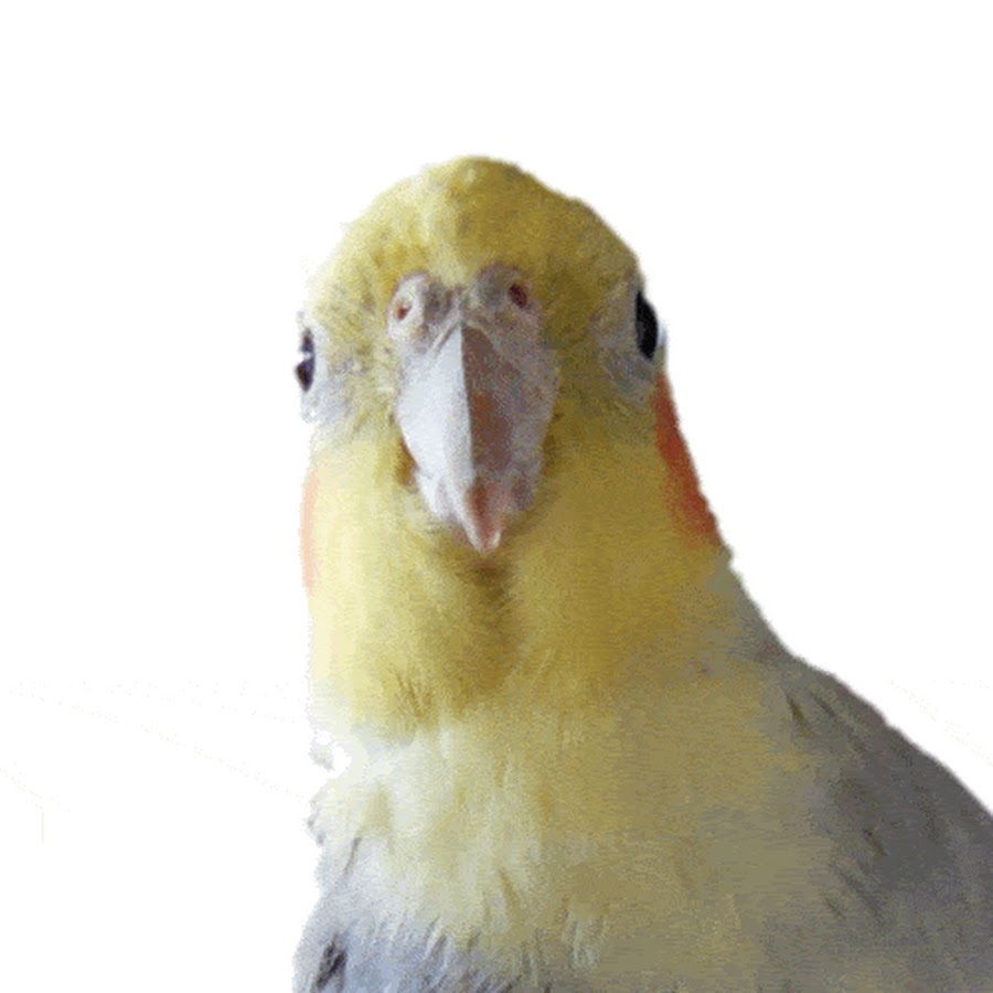 Samster Birdies YouTube