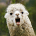 how to use llama ai