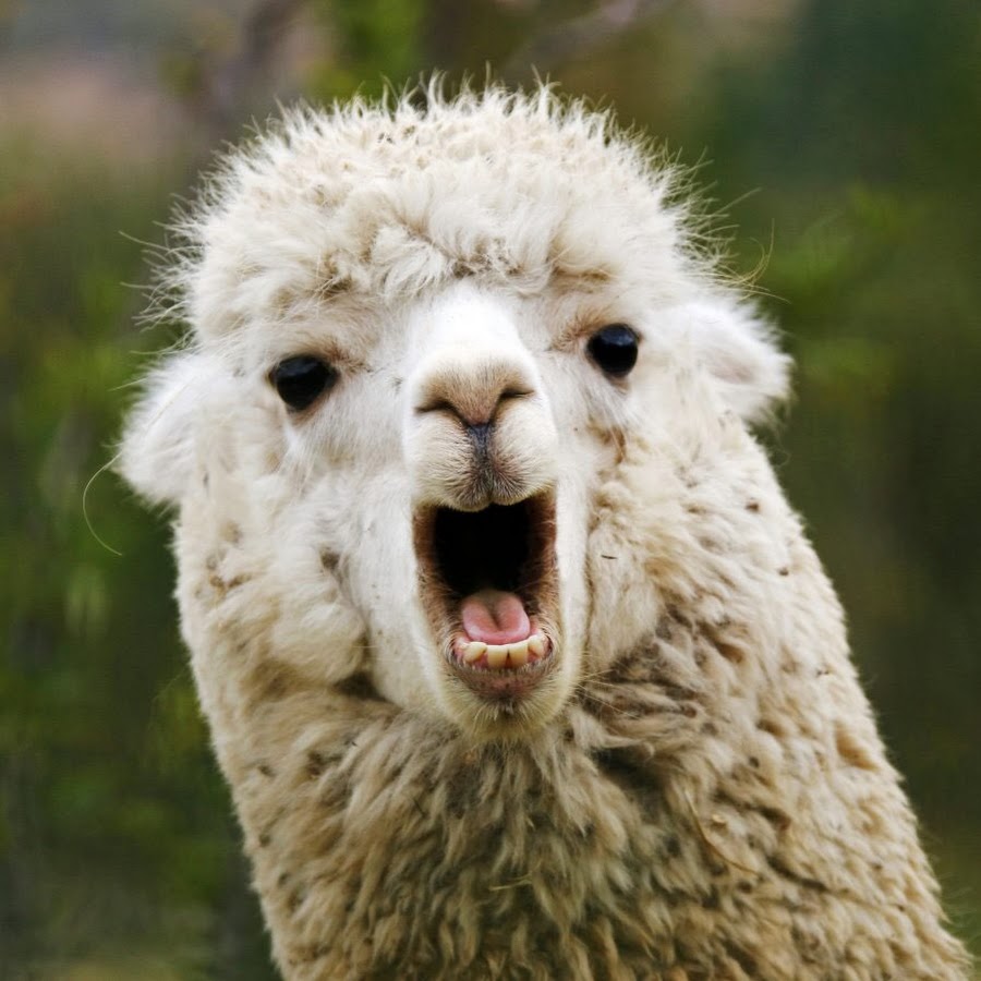 Llama fun 