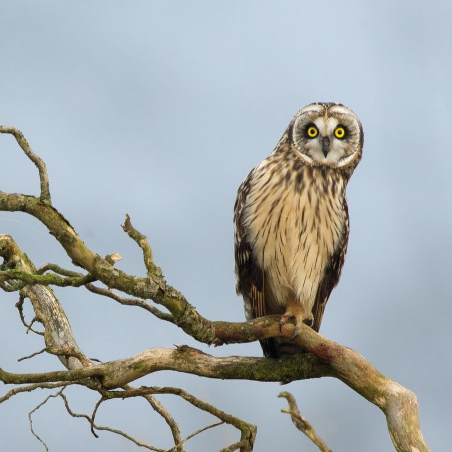 Dave Cowell Photography 