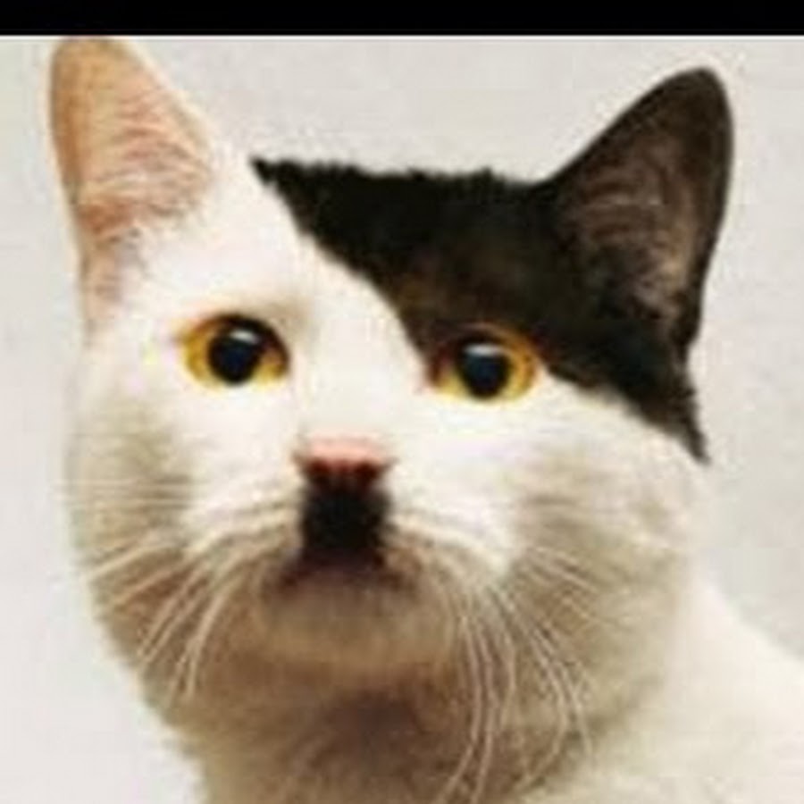 Hitler s Cat YouTube