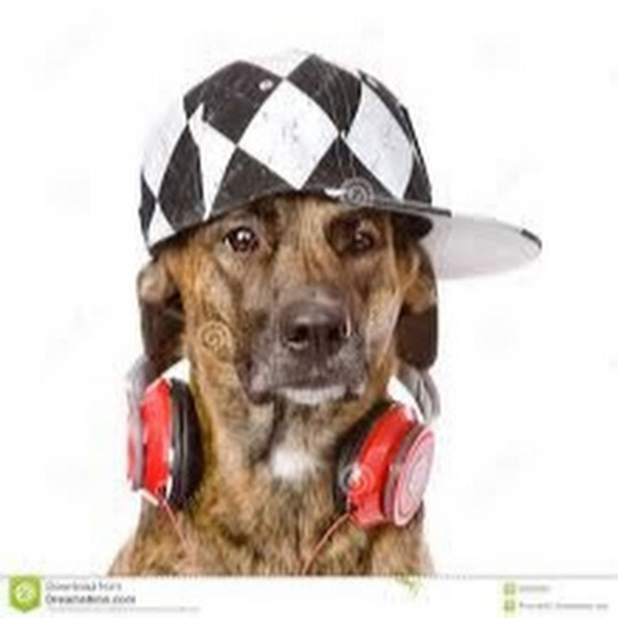 gamer dog