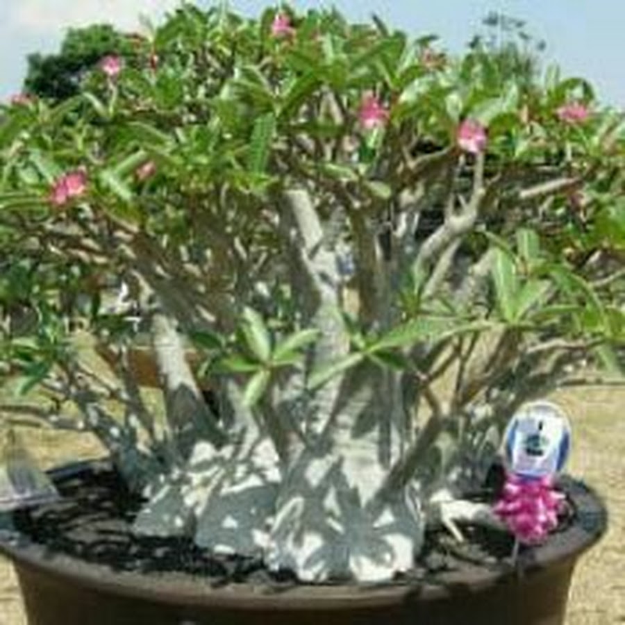 Адениум формировка кроны. Адениум арабикум обрезка. Адениум крона. Адениум арабикум обрезка. Адениум арабикум вариегатный.