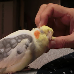 インコ団地の桃太郎channel