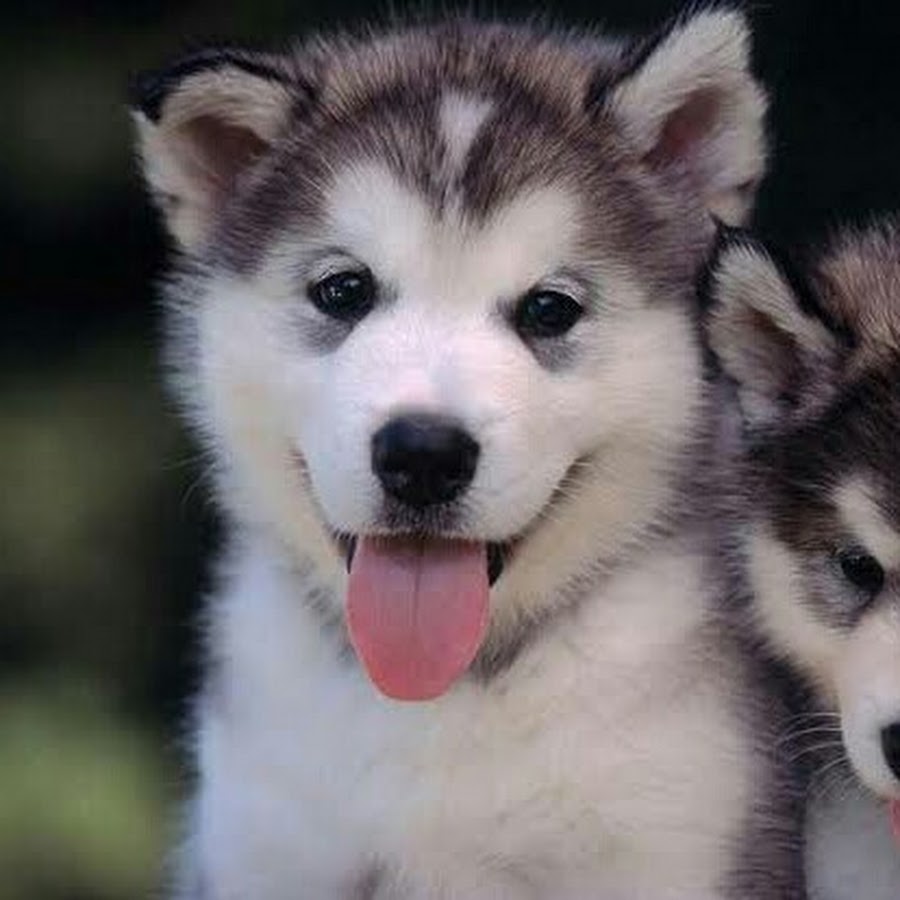 восточно сибирская хаски. как стати популарным в лае ке. красивые картинки на аву в лайке. миллс кел сейчас. лайк приложение.