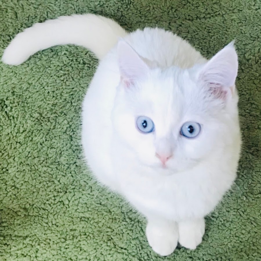 Как сделать белый кот. Кот в защитном воротнике. Забавные пушистики. Кошка точит когти. Маленькая белая кошка.