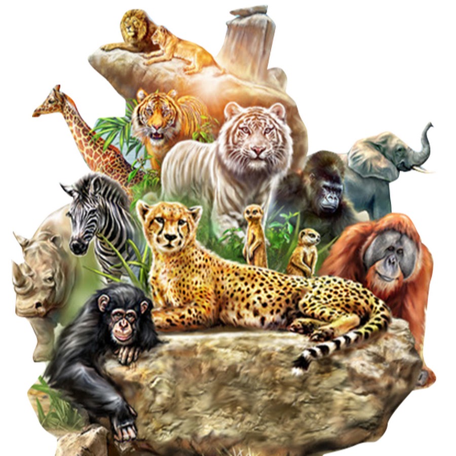 Много животных. Животные джунглей. Обитатели джунглей. Дикие животные джунглей. Множество животных.