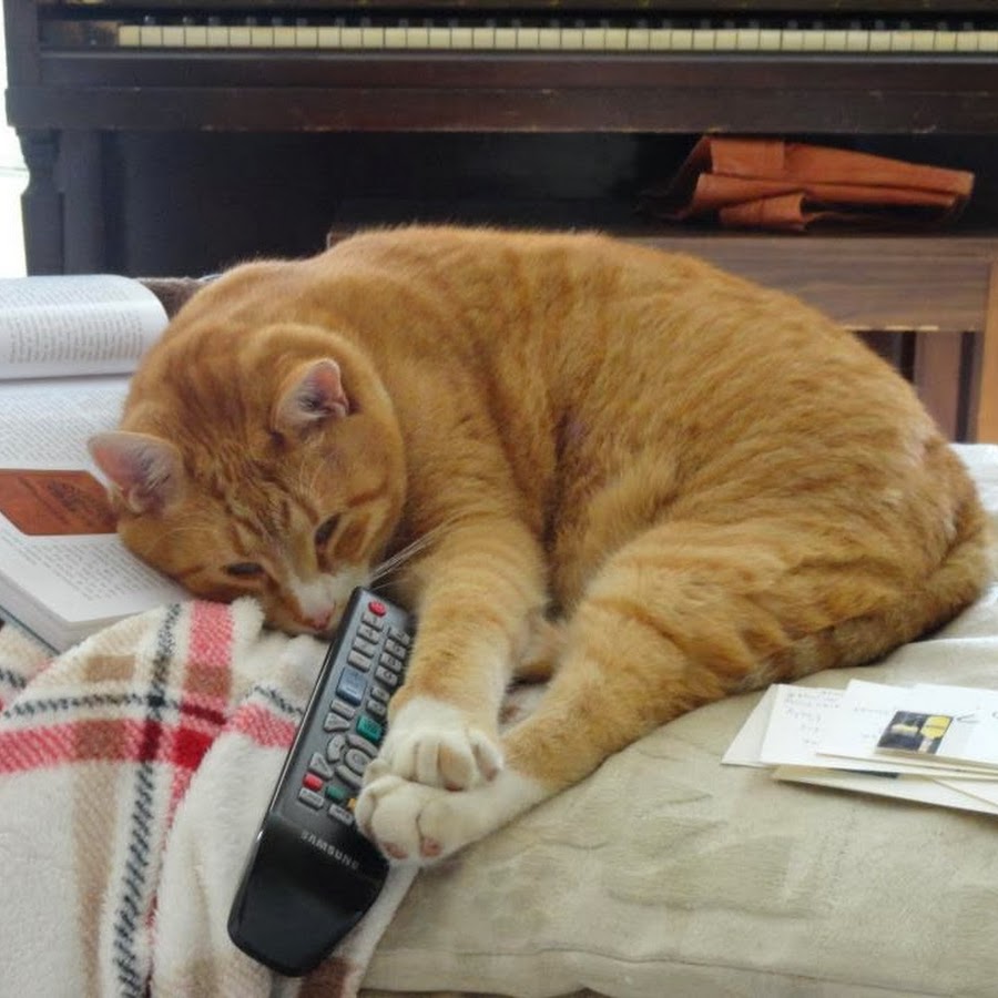 Bert The Cat YouTube