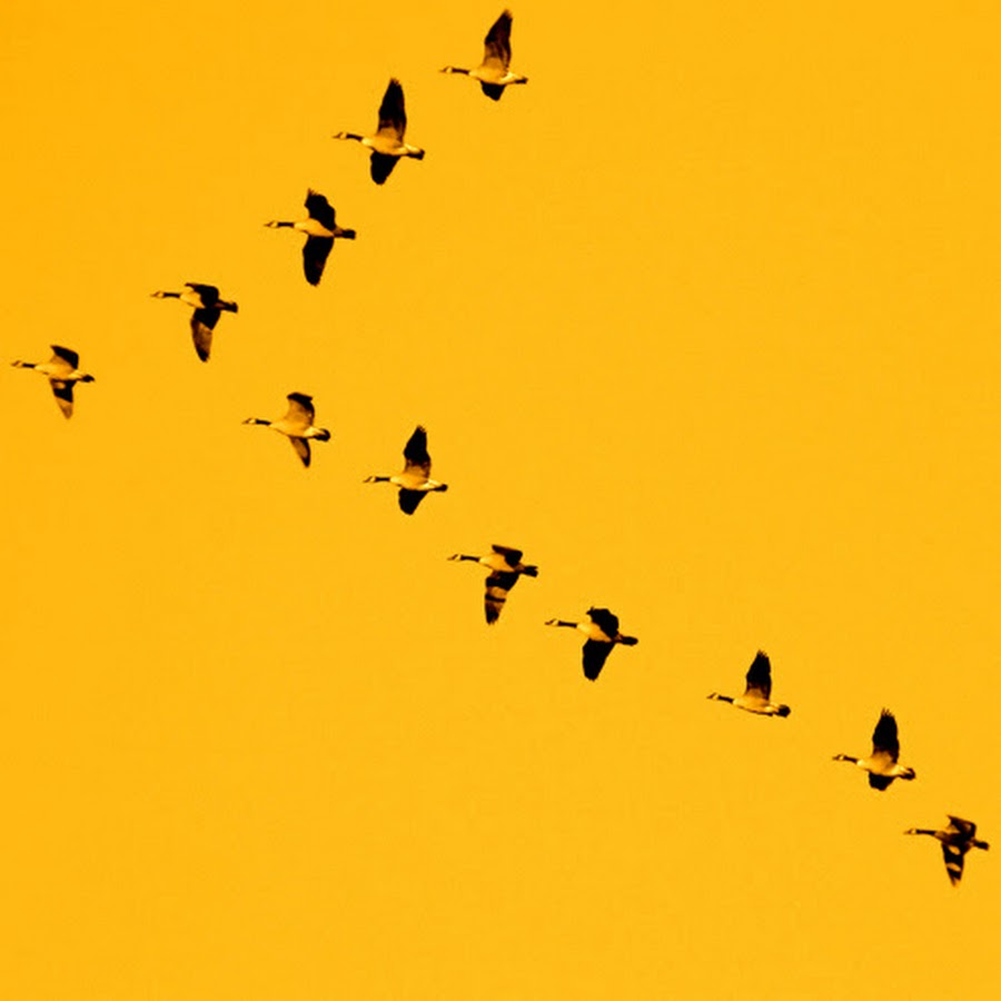 Стая желтых птиц. Золотистая щурка. Птицы на желтом фоне. Стая желтых птиц. Стая желтых птиц.