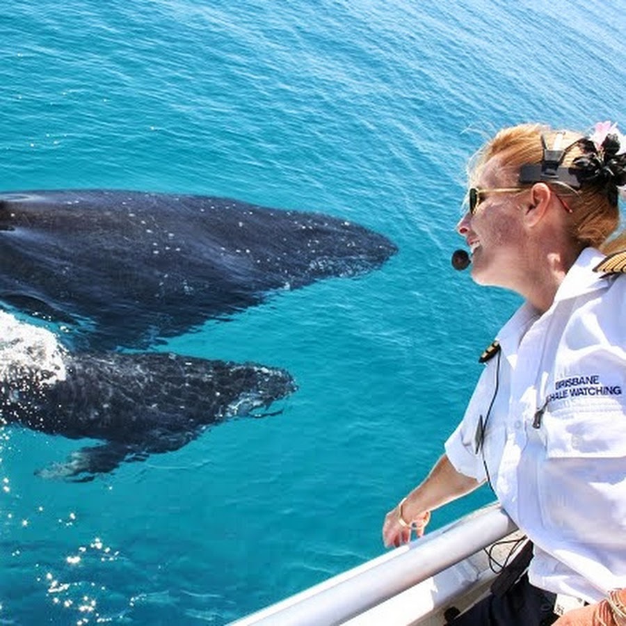Brisbane Whale Watching - YouTube