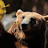 This Is A Bear Hello! avatar