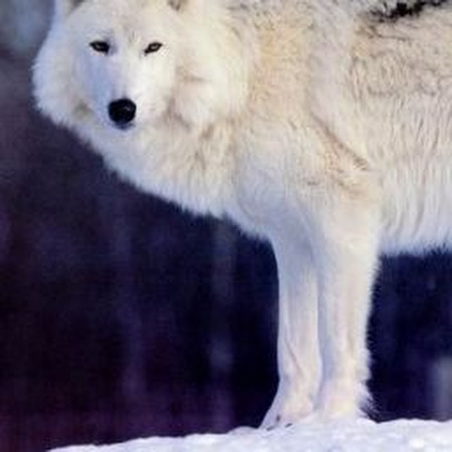 Северный Волк - YouTube