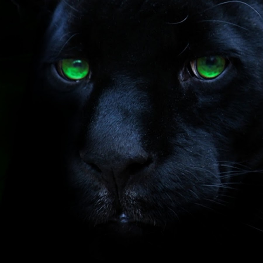 Пантера с зелеными глазами картинки