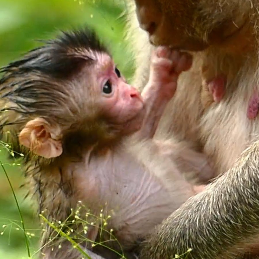 Newborn Babies Monkey - YouTube