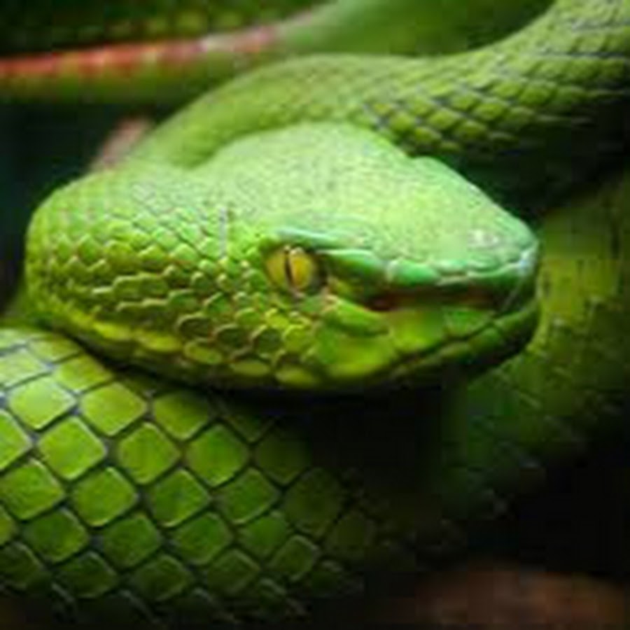 Snakes Documentary HD YouTube