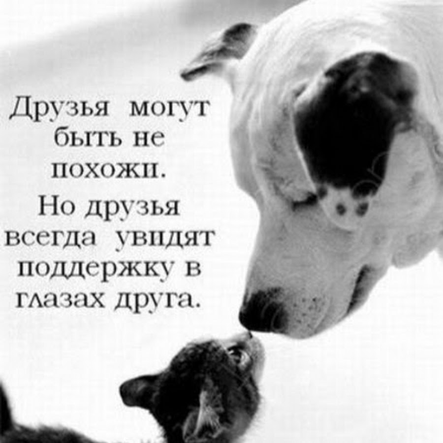 Афоризмы про судьбу. Цитаты про друзей. Своим друзьям это могут быть. Настоящий друг цитаты. Своим друзьям это могут быть.