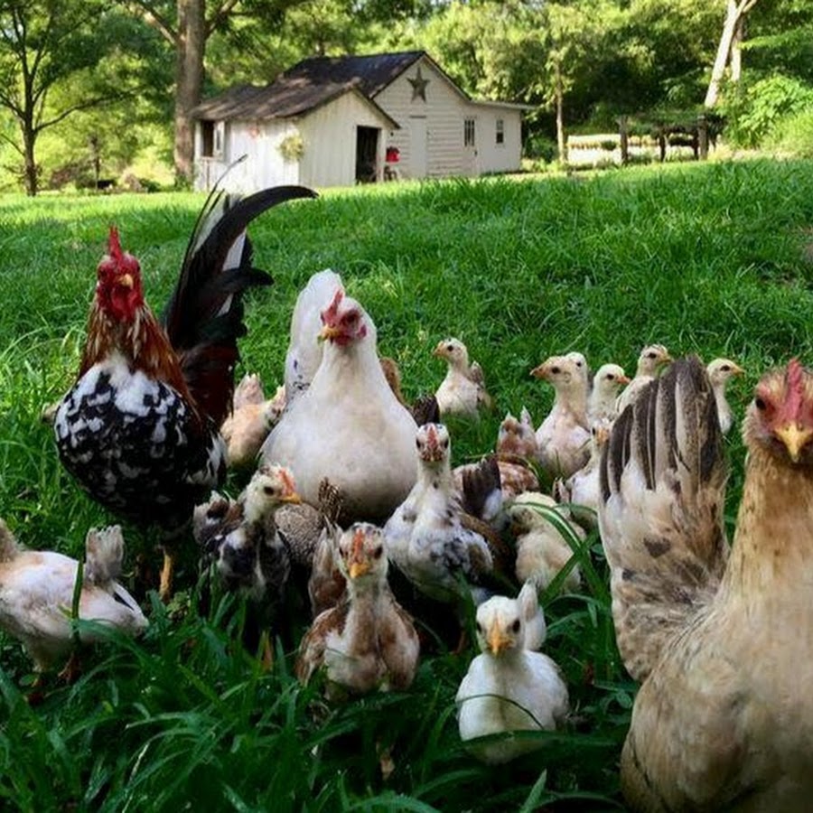 куры несушки. домашние птицы. птицеферма для кур. цыплята росс 308. курица сельскохозяйственные птицы.