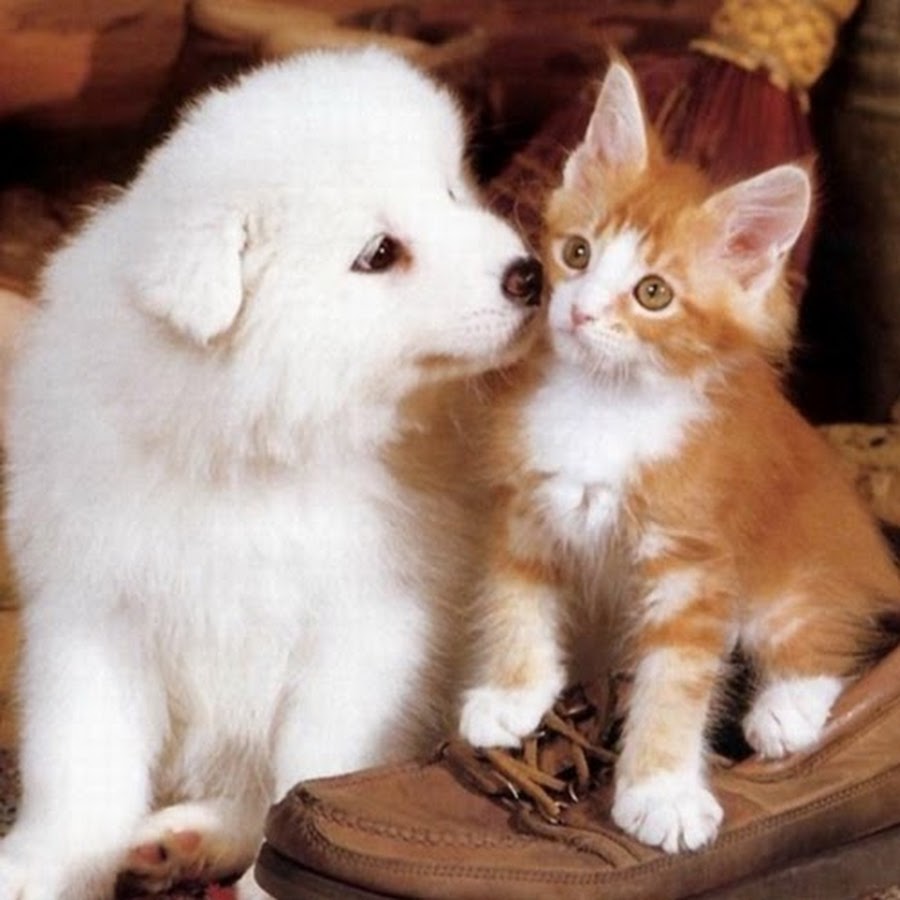 Кошечки собачки собака вики. Щенок и котенок. Щенки и котята вместе. Милые котенок и щенок вместе. Красивые щенки и котята.