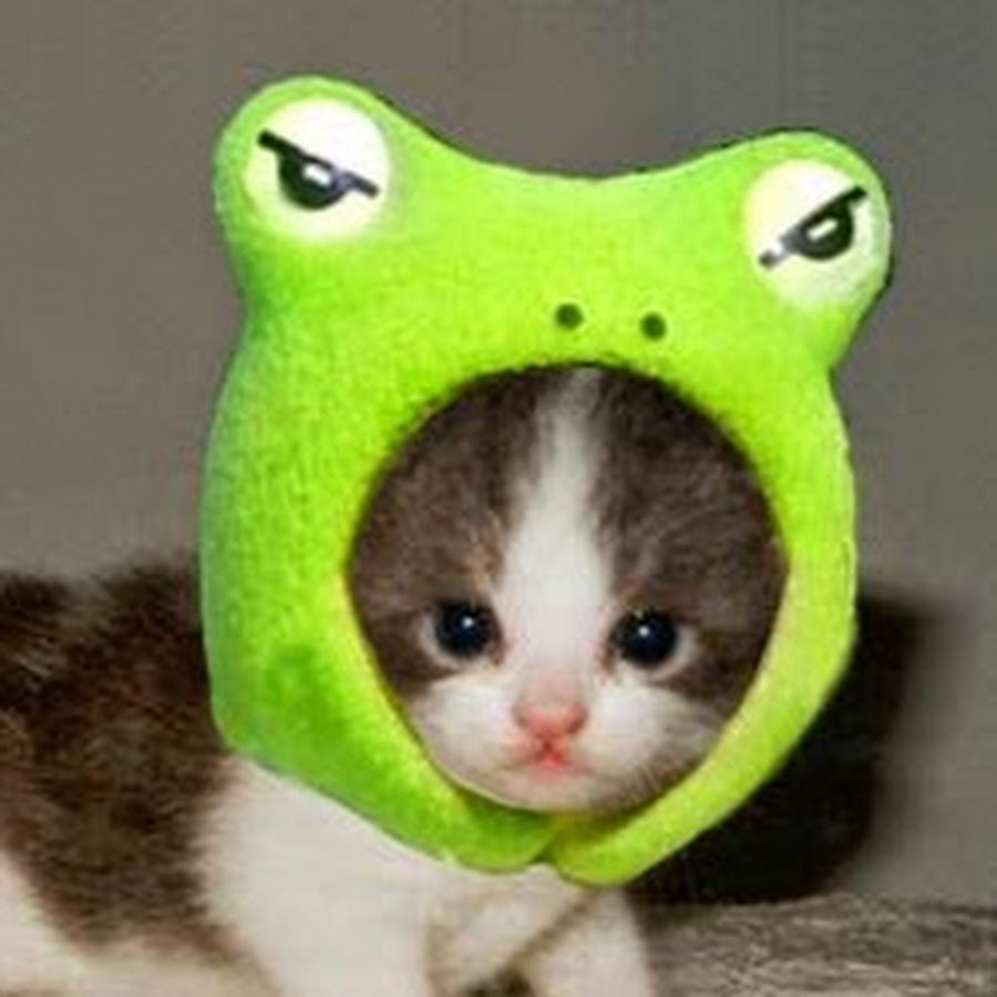 Cat of the Day 