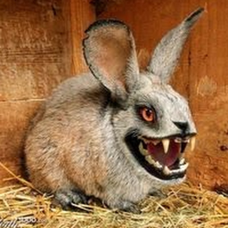 Fluffy Bunny - YouTube