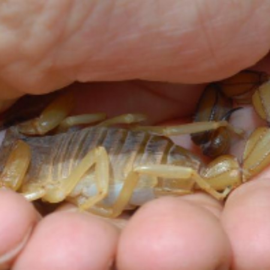 Bazak Balzak - YouTube