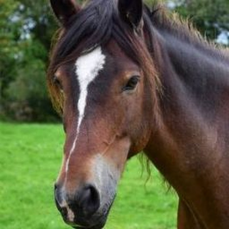 Animal Meeting - YouTube