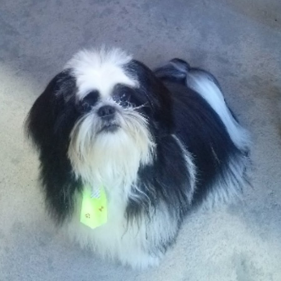 mundo animal - YouTube