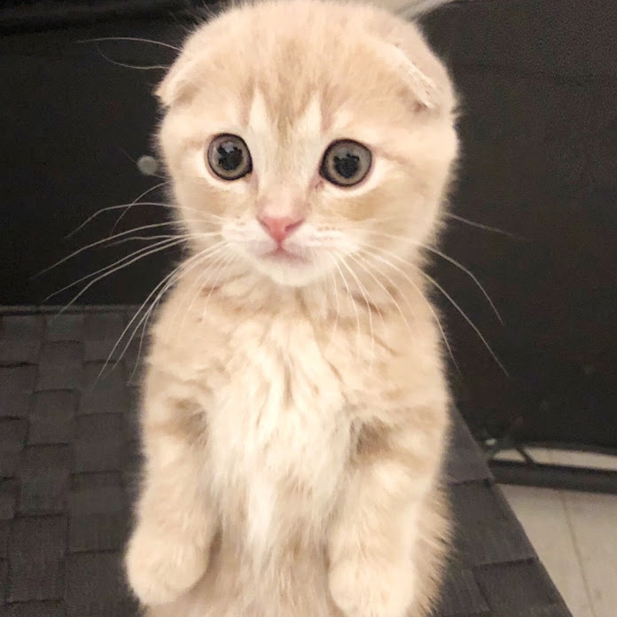 ねおの猫 短足マンチカンよちひこ Net Worth Earnings 21
