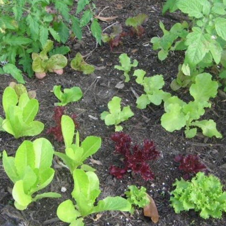 Florida Vegetable Gardening - YouTube