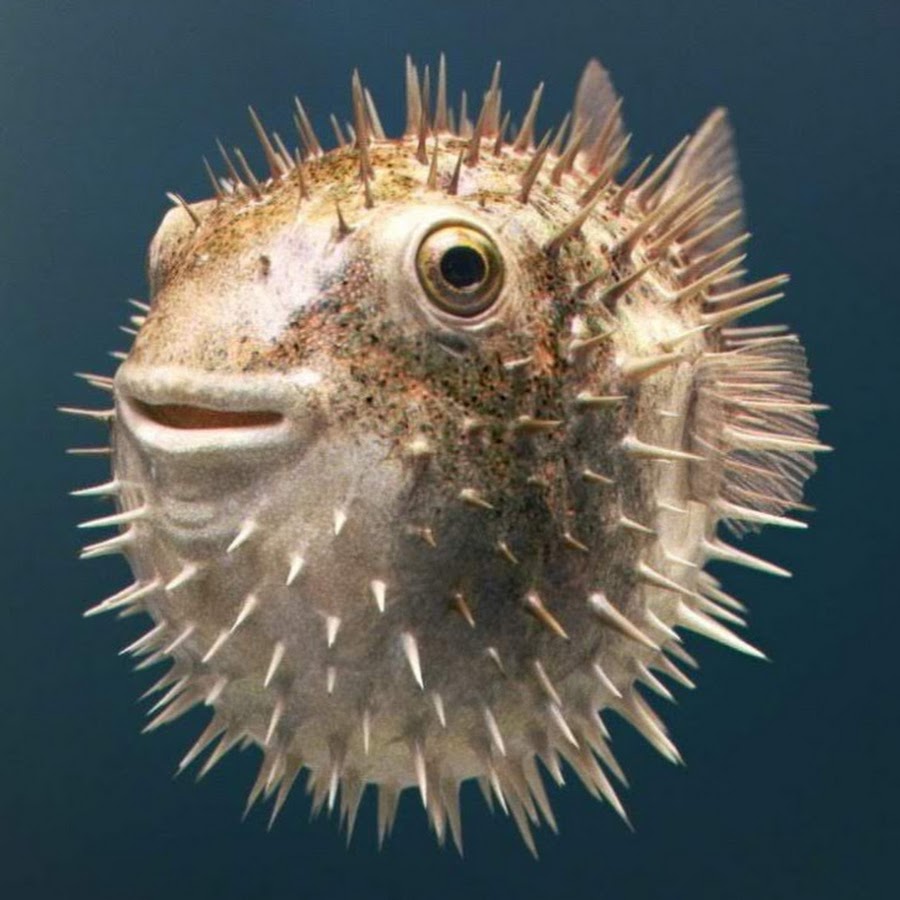 Рыба еж. Я рыба еж. Длинноиглая рыба-ёж. Диодон рыба еж. Длинноиглая рыба-ёж.