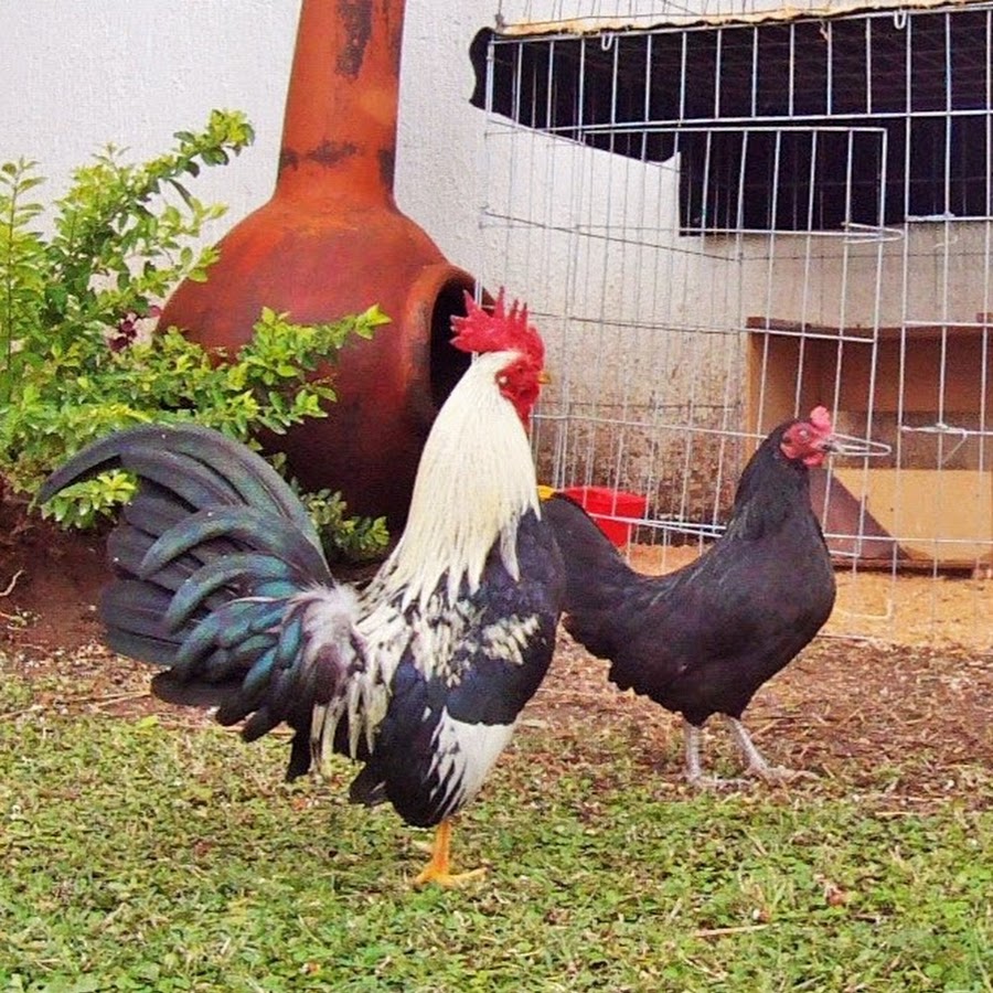 Gallos Kikirikis YouTube