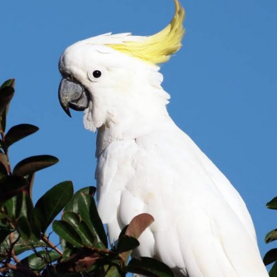 Какаду ответы. Белый попугай Какаду. Попугай Какаду f01241. Попугай Какаду зоопарк. Рио белый попугай.