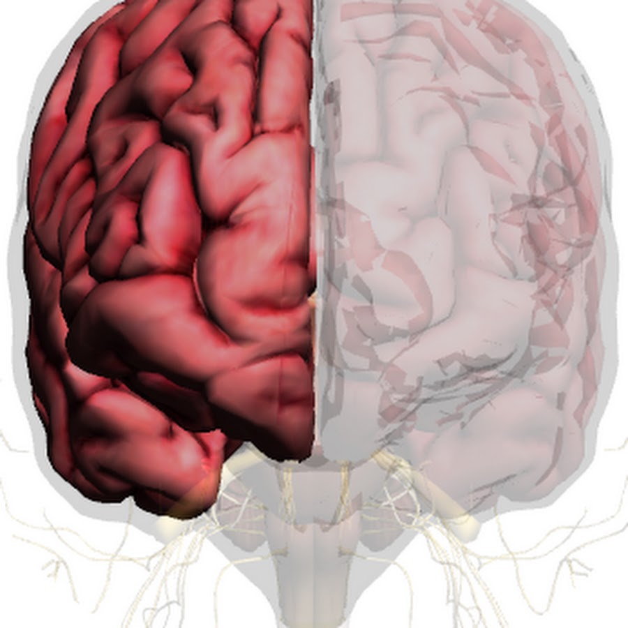 My Sleeping Brain - Brain Science 