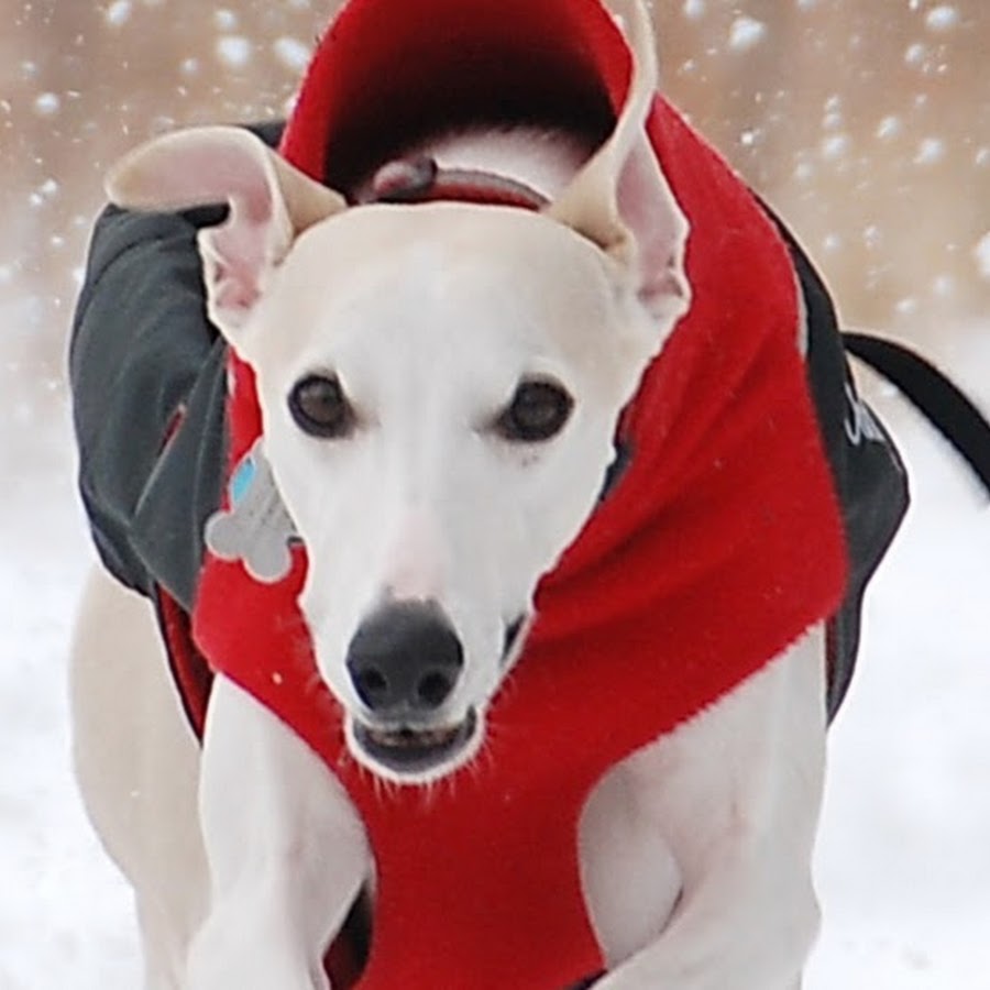 Chilly Dogs Inc YouTube