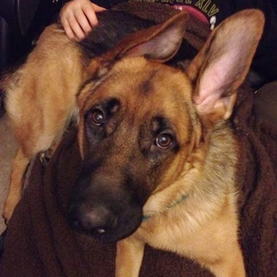 Bruno The German Shepherd Puppy 