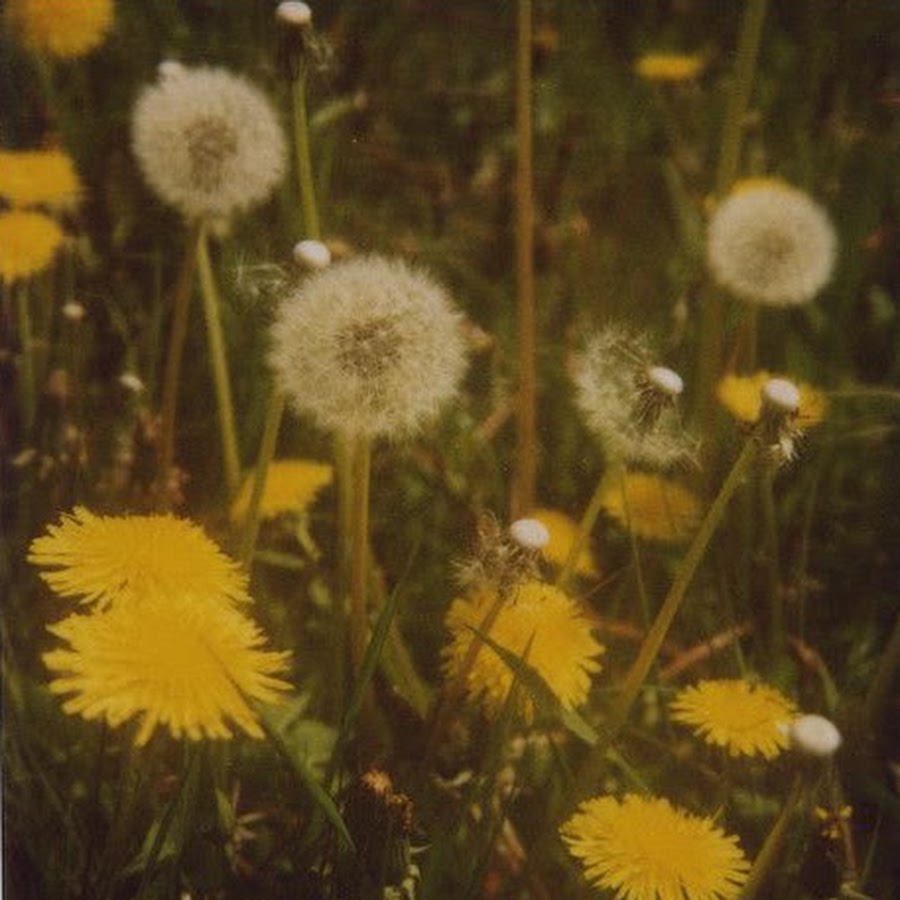 Dandelion цвет Эстетика