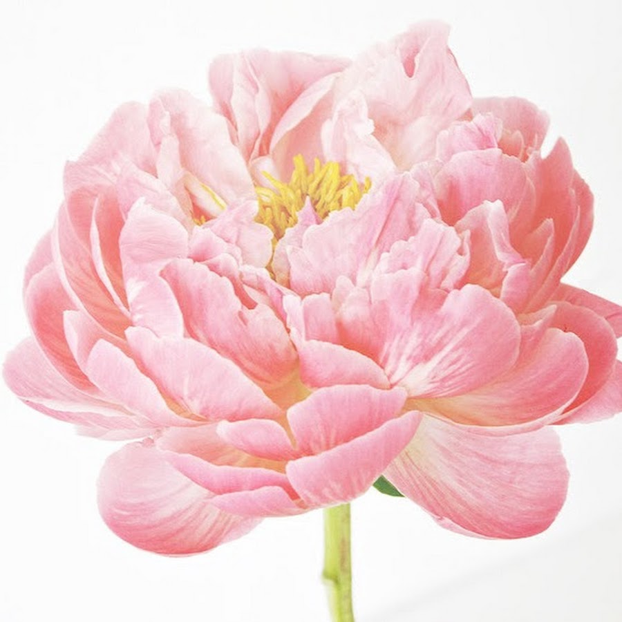 Peony Nails - YouTube