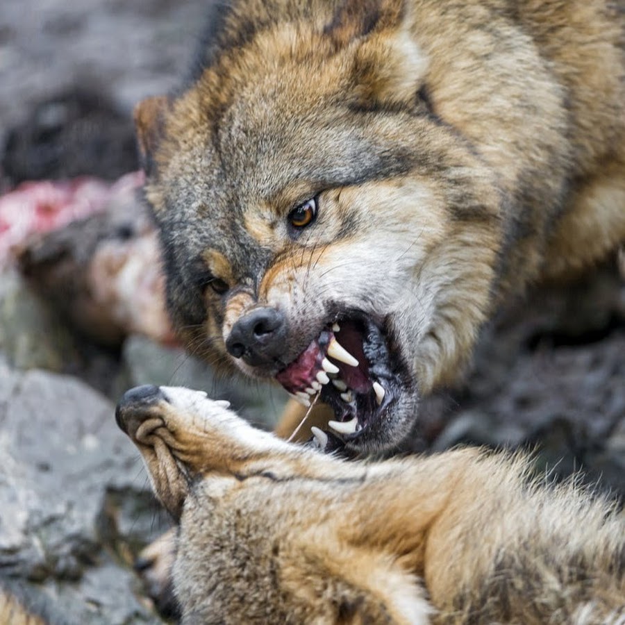 Animal Fights HD YouTube