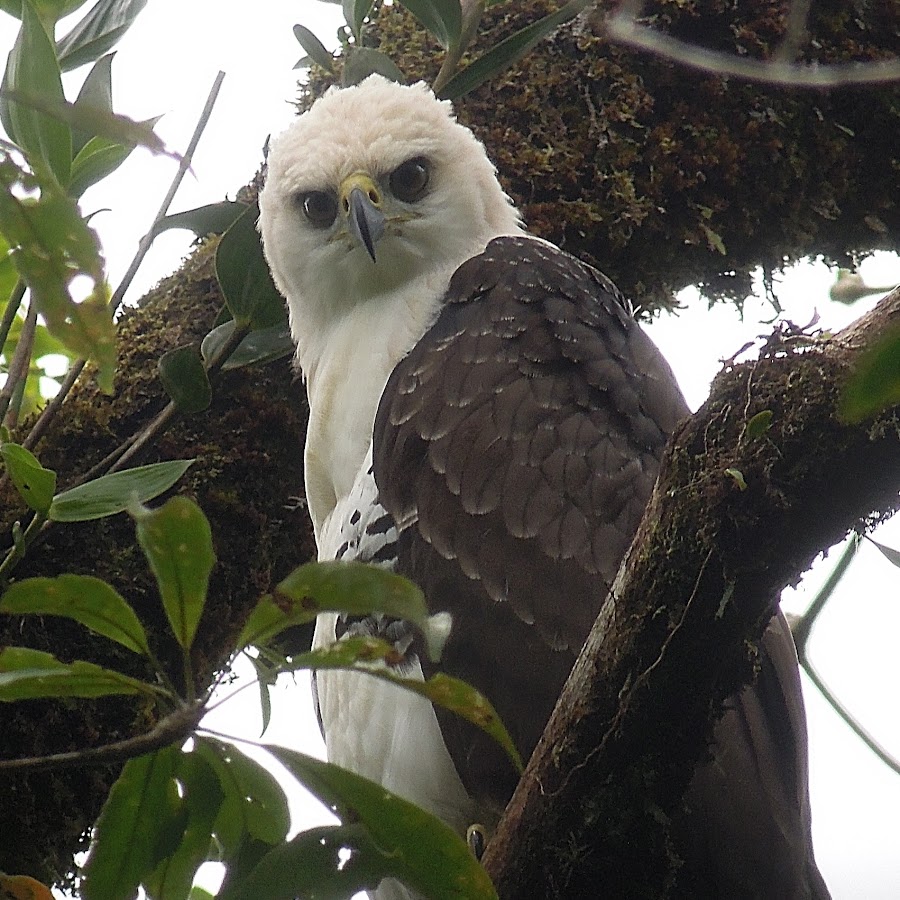 Birds of Costa Rica 