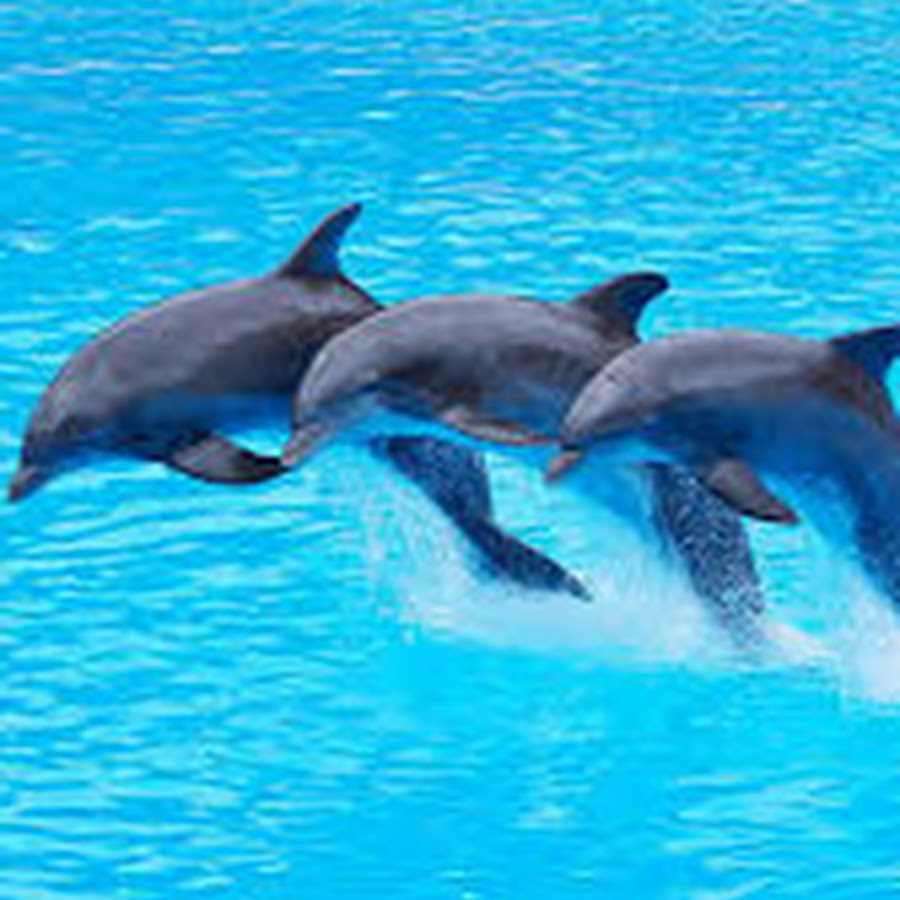 Dauphin bleu YouTube