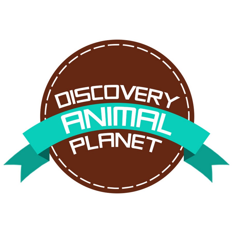 Discovery Animal YouTube