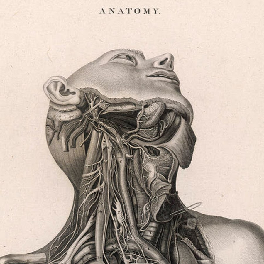 Human Anatomy and Physiology - YouTube