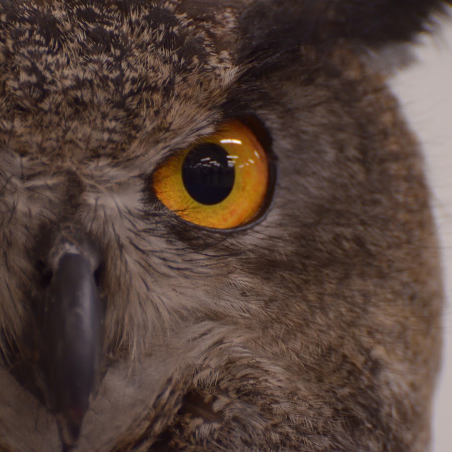 Bear Notch Productions - YouTube