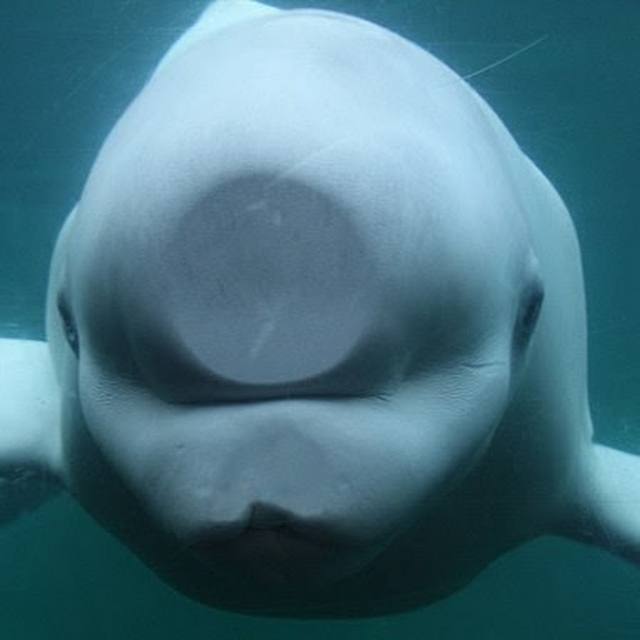whale face YouTube