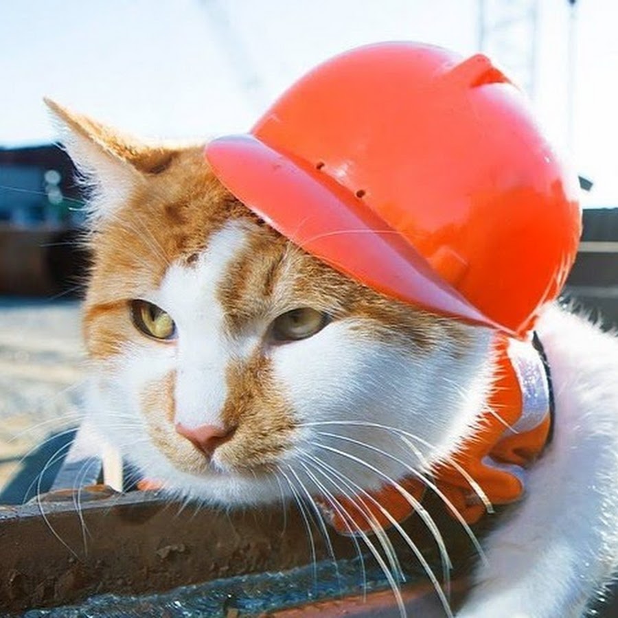 Котик строитель картинка