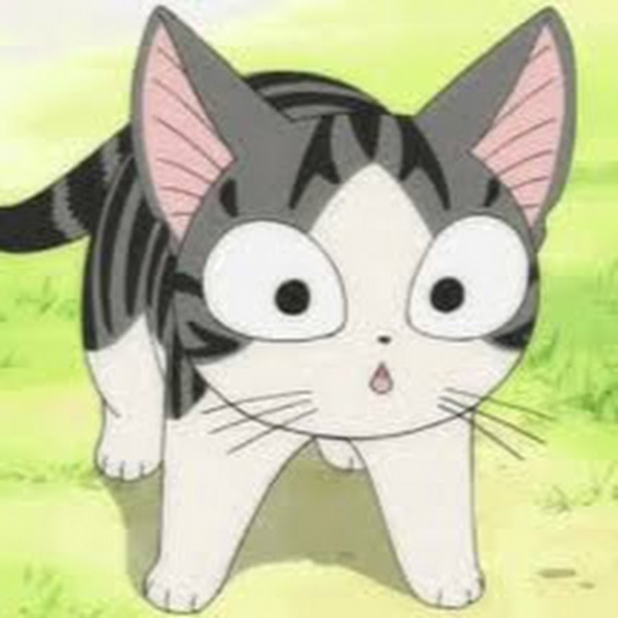 Chi cat. Chi cat. Кот чии. Котенок чии. Chi cat.