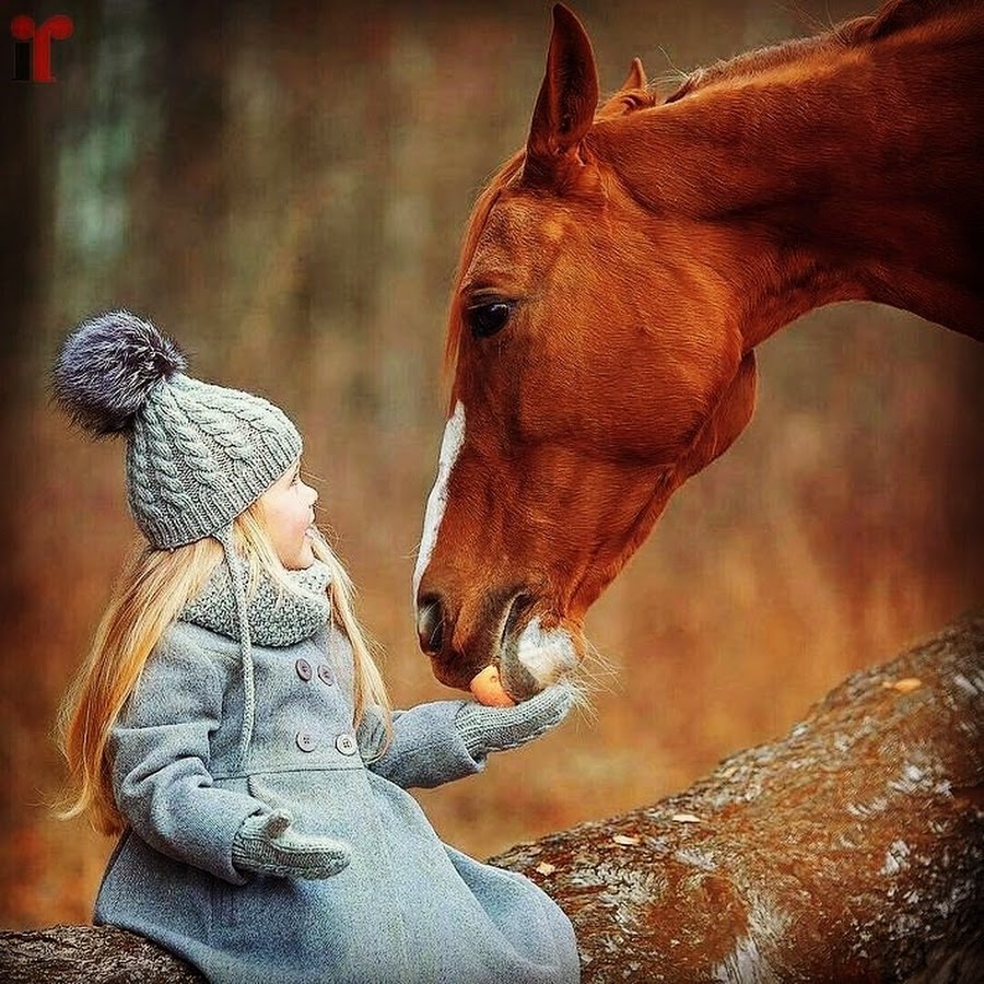 В нашу квартиру лошадь пришла воспитанная лошадь у двери сняла пальто и галоши